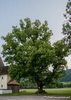 Die alte Linde von St. Leonhard